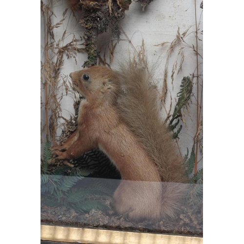 533 - A CASED TAXIDERMY DISPLAY, early 20th century, containing two red squirrels, a Merlin, a Kestrel and... 