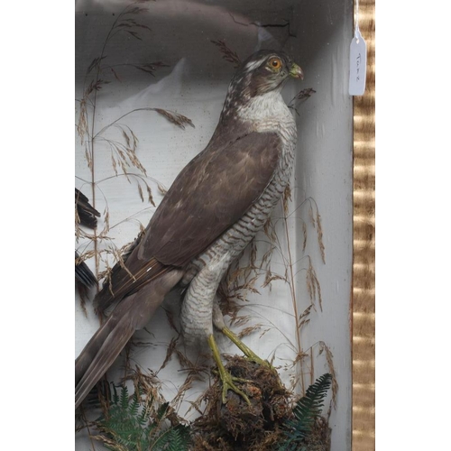 533 - A CASED TAXIDERMY DISPLAY, early 20th century, containing two red squirrels, a Merlin, a Kestrel and... 