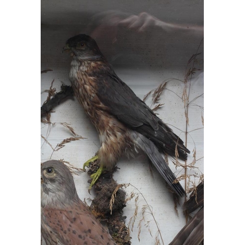 533 - A CASED TAXIDERMY DISPLAY, early 20th century, containing two red squirrels, a Merlin, a Kestrel and... 