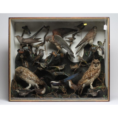 534 - A LARGE CASED TAXIDERMY DISPLAY, early 20th century, comprising twenty four specimens including a cu... 