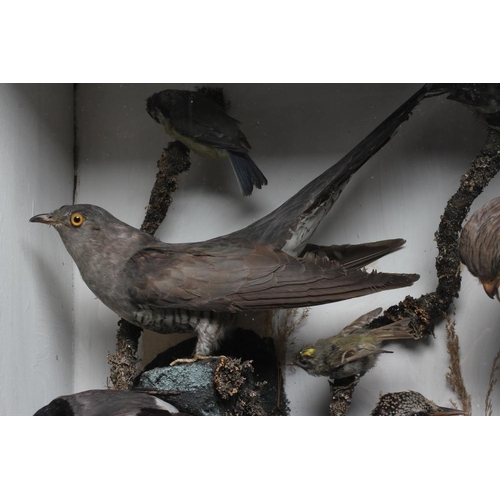 534 - A LARGE CASED TAXIDERMY DISPLAY, early 20th century, comprising twenty four specimens including a cu... 