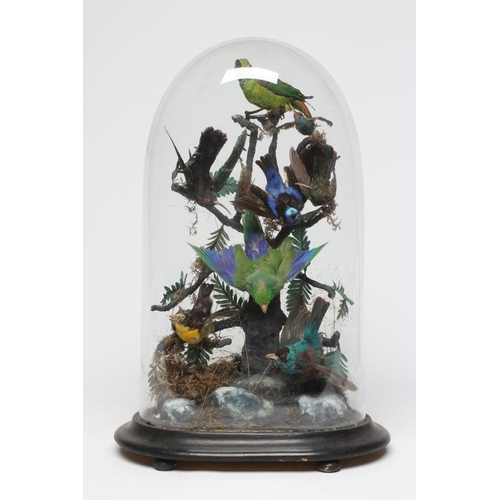 536 - A TAXIDERMY DISPLAY OF BIRDS, 19th century, containing eight specimens in a naturalistic setting und... 