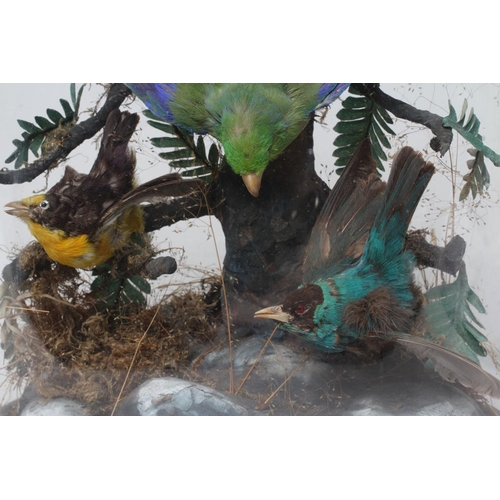 536 - A TAXIDERMY DISPLAY OF BIRDS, 19th century, containing eight specimens in a naturalistic setting und... 