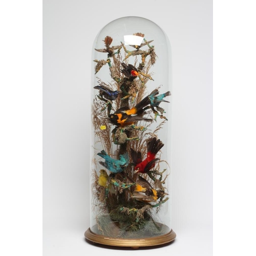 537 - A LARGE TAXIDERMY DISPLAY OF BIRDS, 19th century, containing ten specimens in a naturalistic setting... 