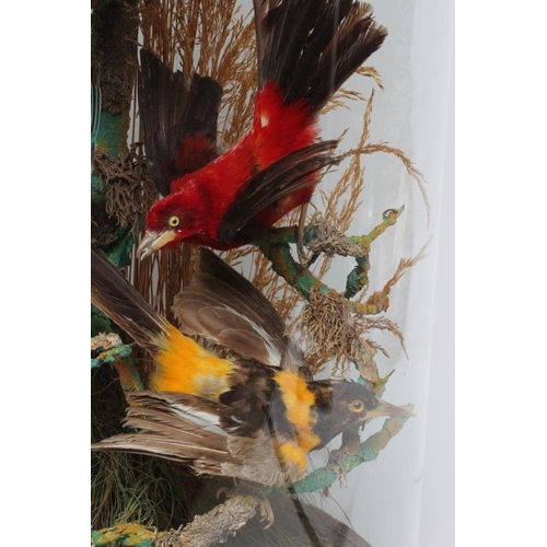 537 - A LARGE TAXIDERMY DISPLAY OF BIRDS, 19th century, containing ten specimens in a naturalistic setting... 