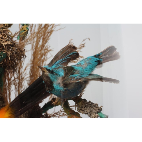 537 - A LARGE TAXIDERMY DISPLAY OF BIRDS, 19th century, containing ten specimens in a naturalistic setting... 