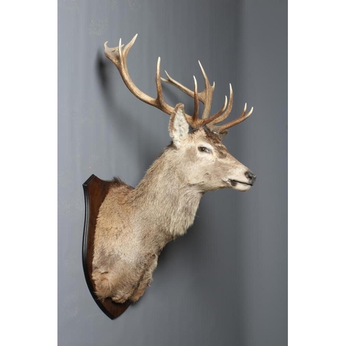 538 - A LARGE TAXIDERMY RED STAG HEAD AND SHOULDER MOUNT, with fifteen points (8+7) and mounted on an oak ... 