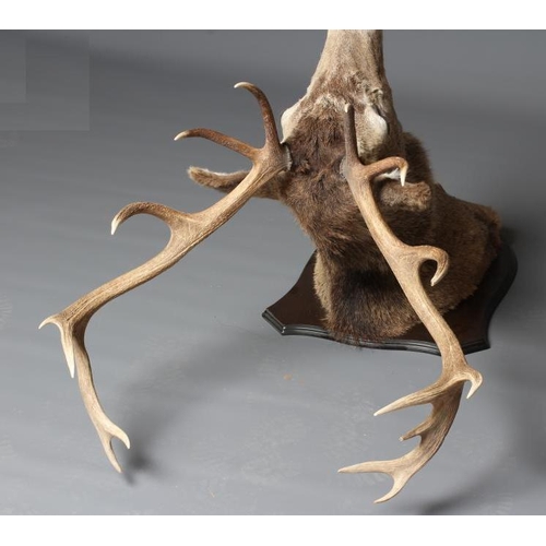 538 - A LARGE TAXIDERMY RED STAG HEAD AND SHOULDER MOUNT, with fifteen points (8+7) and mounted on an oak ... 