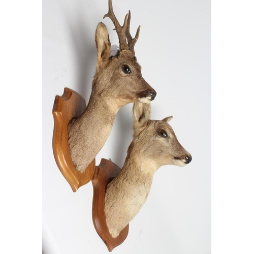 539 - A PAIR OF TAXIDERMY ROE DEER MOUNTS, comprising a six point buck and a doe, both on oak shields, tal... 