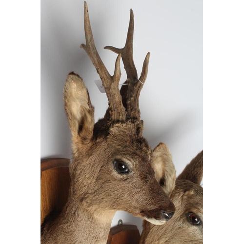 539 - A PAIR OF TAXIDERMY ROE DEER MOUNTS, comprising a six point buck and a doe, both on oak shields, tal... 