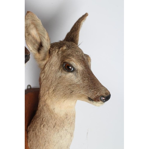 539 - A PAIR OF TAXIDERMY ROE DEER MOUNTS, comprising a six point buck and a doe, both on oak shields, tal... 