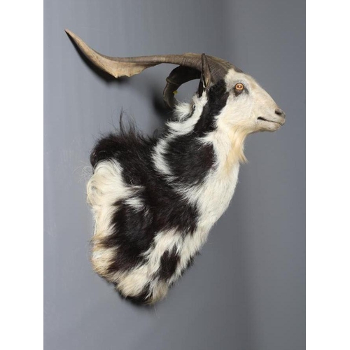 540 - A LARGE TAXIDERMY FERAL GOAT MOUNT, with pibald fur and amber glass eyes, 29