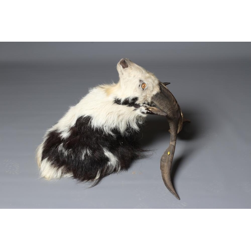 540 - A LARGE TAXIDERMY FERAL GOAT MOUNT, with pibald fur and amber glass eyes, 29