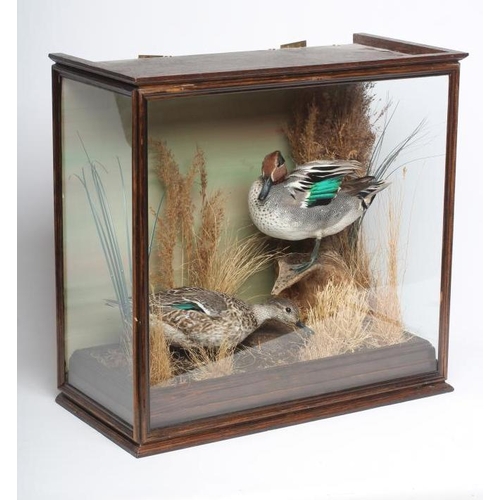 532 - A PAIR OF TAXIDERMY TEAL, comprising a drake and a hen in a naturalistic setting, within a case glaz... 