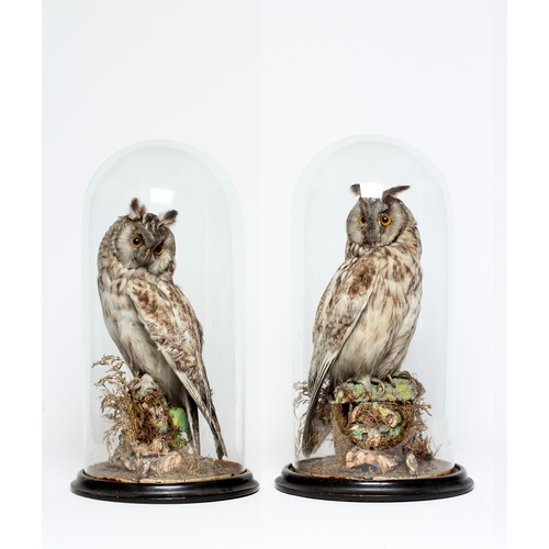 535 - A PAIR OF TAXIDERMY LONG EARED OWLS, early 20th century, both perched under glass domes, 17 1/2