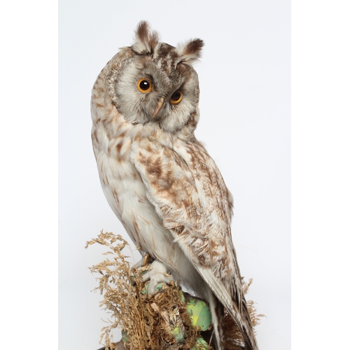 535 - A PAIR OF TAXIDERMY LONG EARED OWLS, early 20th century, both perched under glass domes, 17 1/2