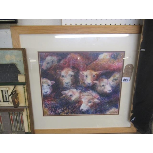 802 - SHEEP WATERCOLOUR SIGNED JULIE TAYLOR