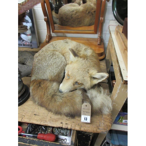 13 - TAXIDERMY FOX