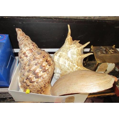 12 - THREE LARGE SEA SHELLS