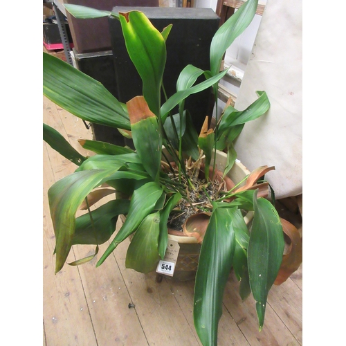 544 - POTTED ASPIDISTRA