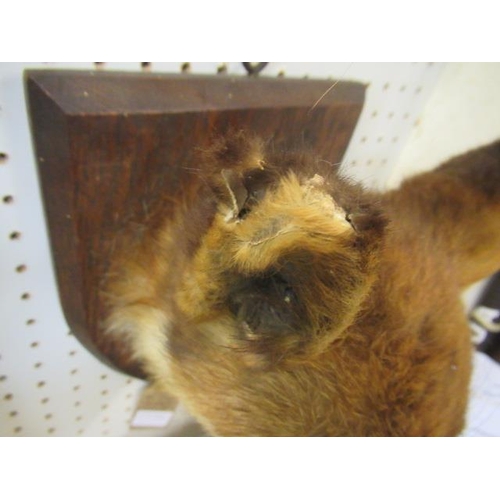 153A - TAXIDERMY FOX'S HEAD