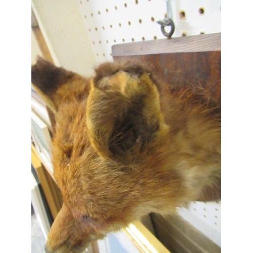 153A - TAXIDERMY FOX'S HEAD