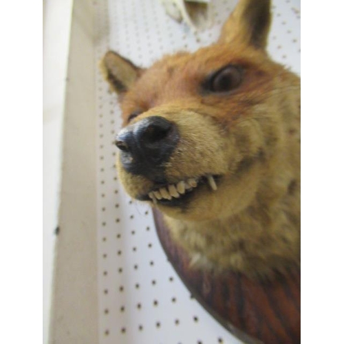 153A - TAXIDERMY FOX'S HEAD