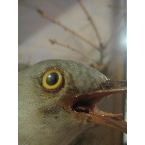 1000 - TAXIDERMY CUCKOO