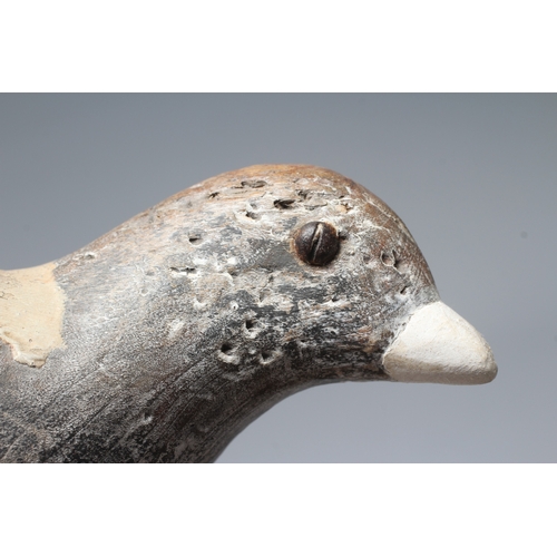 444 - A VINTAGE PINE PIGEON DECOY painted in grey and white, with applied composition beak and screw head ... 