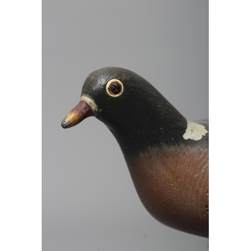 446 - A VINTAGE PINE PIGEON DECOY painted in grey and white, with cast metal beak and screw head eyes, hol... 
