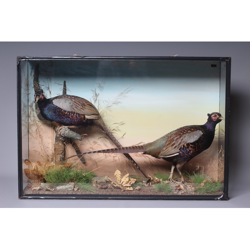 447 - A TAXIDERMY CASE OF PHEASANTS by P. D. Malloch, depicting two cock pheasants within flora, cased gla... 
