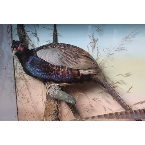 447 - A TAXIDERMY CASE OF PHEASANTS by P. D. Malloch, depicting two cock pheasants within flora, cased gla... 
