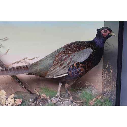 447 - A TAXIDERMY CASE OF PHEASANTS by P. D. Malloch, depicting two cock pheasants within flora, cased gla... 