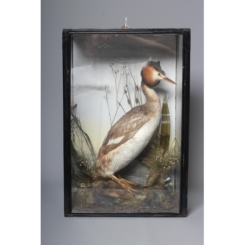 448 - A CASED TAXIDERMY GREBE, early 20th century, depicted amid flora and glazed on three sides, 14 1/2
