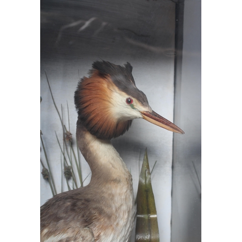 448 - A CASED TAXIDERMY GREBE, early 20th century, depicted amid flora and glazed on three sides, 14 1/2