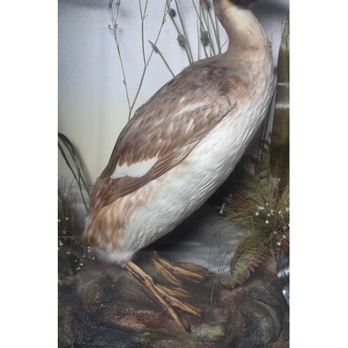 448 - A CASED TAXIDERMY GREBE, early 20th century, depicted amid flora and glazed on three sides, 14 1/2