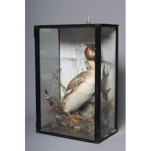 448 - A CASED TAXIDERMY GREBE, early 20th century, depicted amid flora and glazed on three sides, 14 1/2