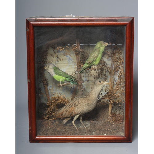 449 - A CASED TAXIDERMY DISPLAY OF BIRDS, comprising a Corn Crake and two Parakeets(?) perched within foli... 