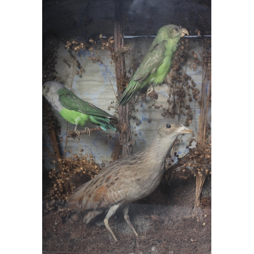 449 - A CASED TAXIDERMY DISPLAY OF BIRDS, comprising a Corn Crake and two Parakeets(?) perched within foli... 
