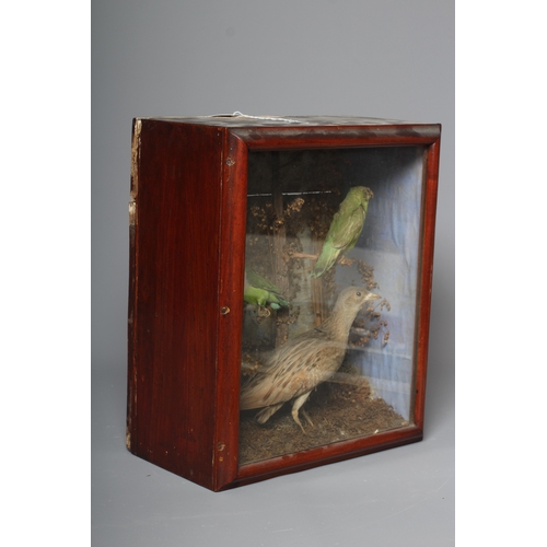 449 - A CASED TAXIDERMY DISPLAY OF BIRDS, comprising a Corn Crake and two Parakeets(?) perched within foli... 