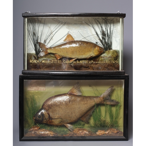 450 - TWO CASED TAXIDERMY FISH, comprising a Roach in bow front case inscribed in gilt writing 