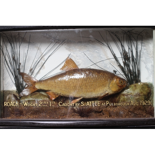 450 - TWO CASED TAXIDERMY FISH, comprising a Roach in bow front case inscribed in gilt writing 