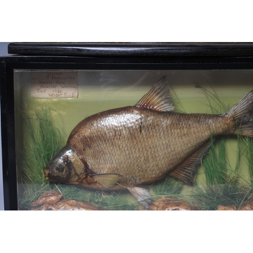 450 - TWO CASED TAXIDERMY FISH, comprising a Roach in bow front case inscribed in gilt writing 