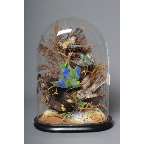 451 - A TAXIDERMY DISPLAY OF TROPICAL BIRDS, c.1900, containing six varied birds within a natural setting ... 
