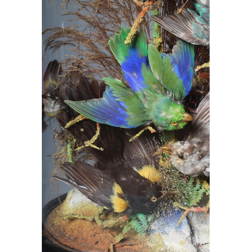 451 - A TAXIDERMY DISPLAY OF TROPICAL BIRDS, c.1900, containing six varied birds within a natural setting ... 