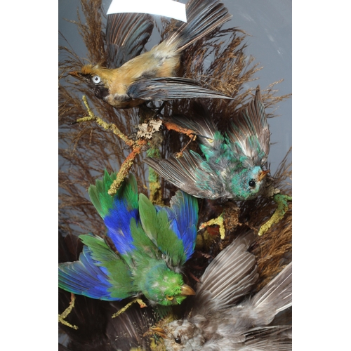 451 - A TAXIDERMY DISPLAY OF TROPICAL BIRDS, c.1900, containing six varied birds within a natural setting ... 