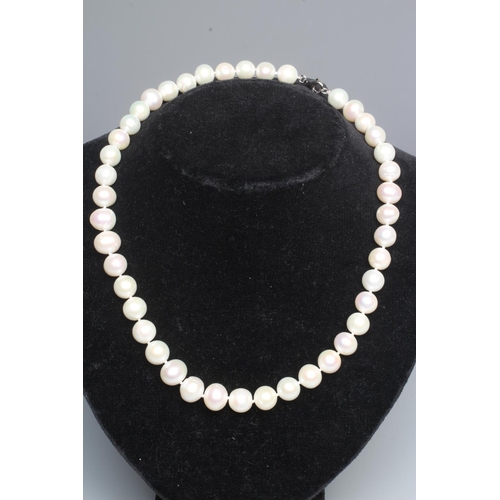 320 - A CULTURED PEARL CHOKER with silver lobster clasp
