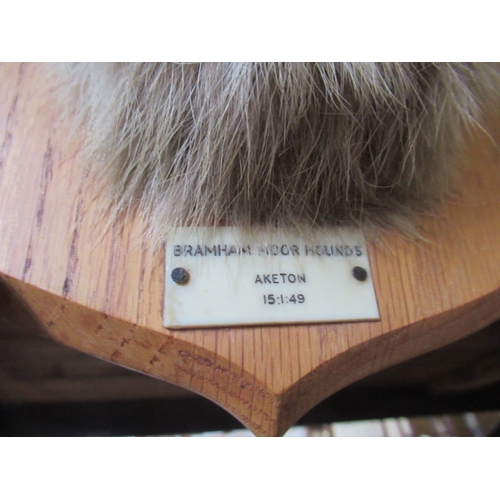 61A - MOUNTED TAXIDERMY FOX HEAD