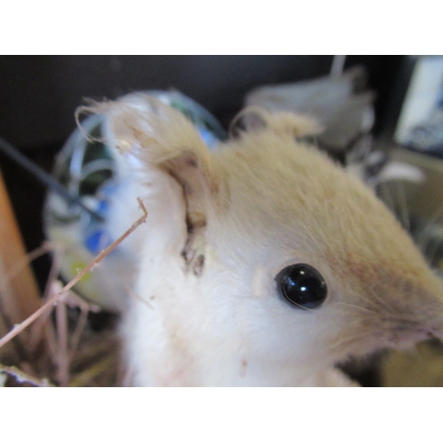 68 - TAXIDERMY SQUIRREL