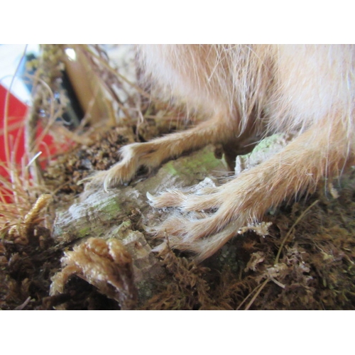 68 - TAXIDERMY SQUIRREL